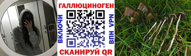где купить наркоту  Звенигород  Галлюциногенные грибы мухоморы 